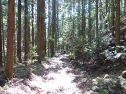 画像36